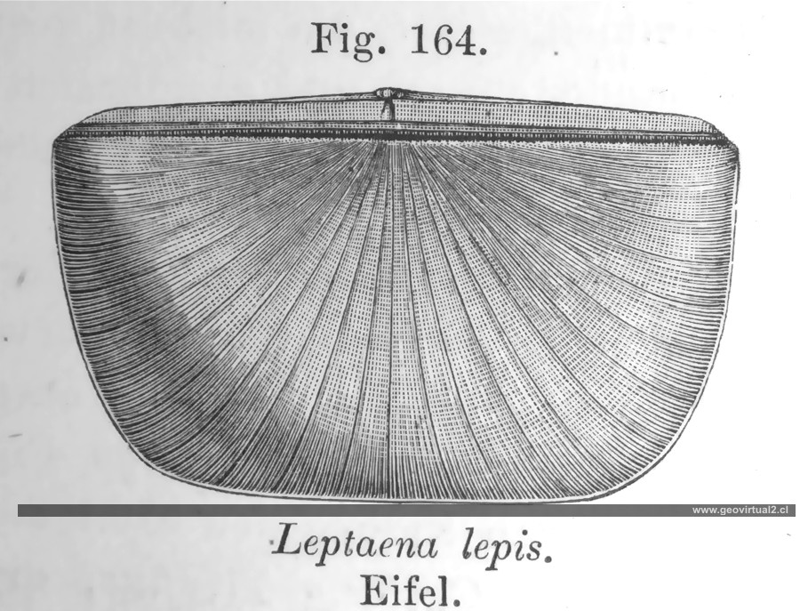 Leptaena Lepis de Vogt