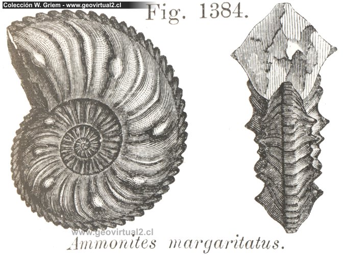 Amaltheus margaritatus de Vogt 1866
