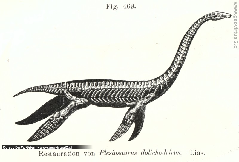 Carl Vogt (1866): Plesioraurus macrocephalus
