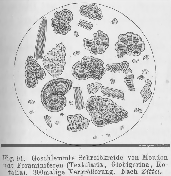 Foraminiferas de Credner