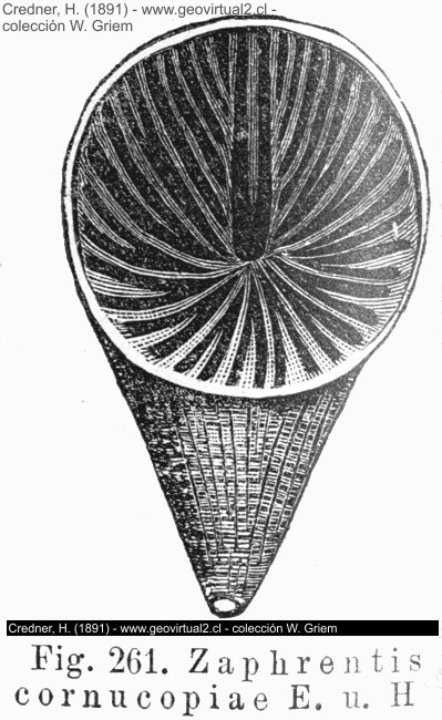 Zaphrentis, una rugosa (Credner, 1891)