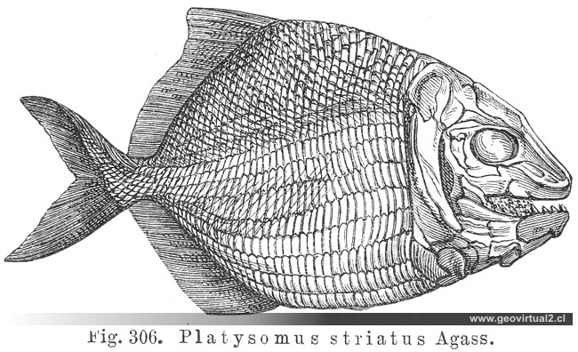 Platysomus striatus (Credner, 1891)