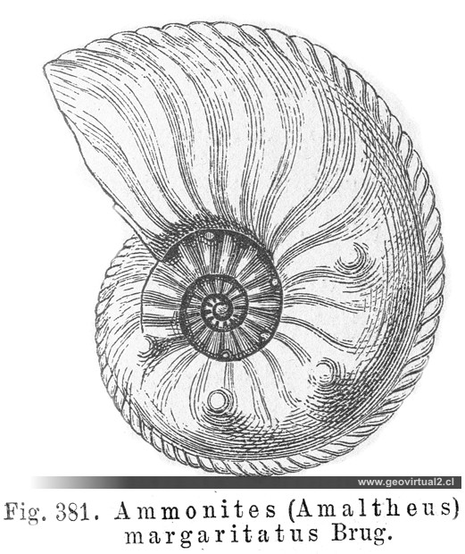 Ammonites Amaltheus margaritatus