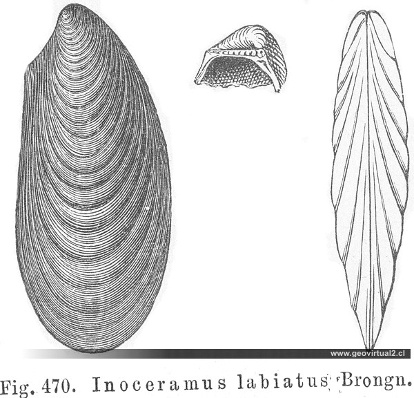 Inoceramus labiatus de H. Credner