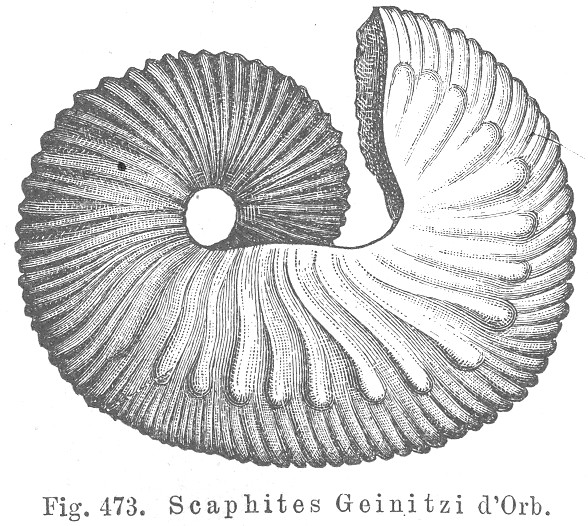 Credner, 1891: Ammonites - Scaphites geinitzi