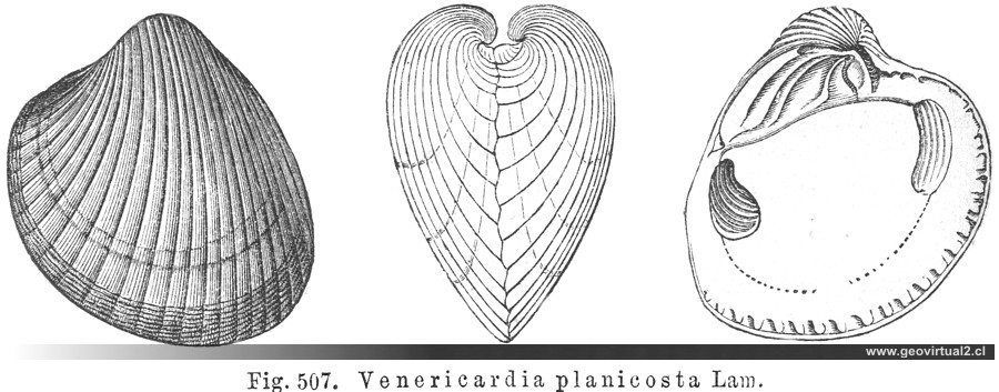 Venericardia