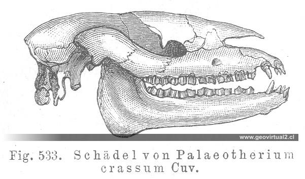Palaeotherium de CREDNER, 1891