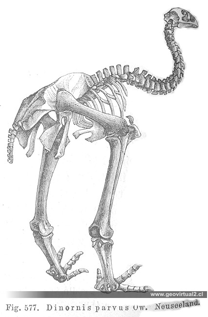 Dinornis de Credner, 1891