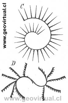 Graptolites (Credner, 1891)