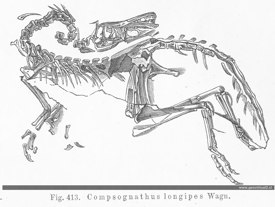 Compsognatus longipes de Credner, 1891