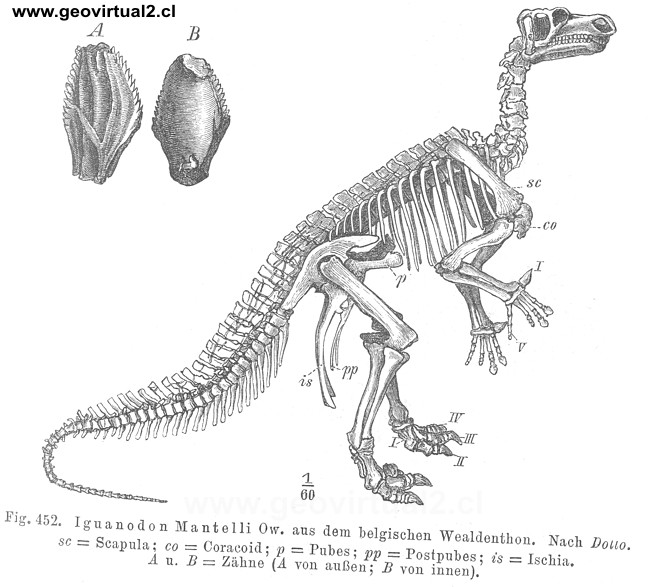 Iguanodon Mantelli