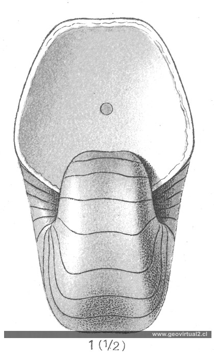 Nautilus bidorsatus de Fraas, 1910