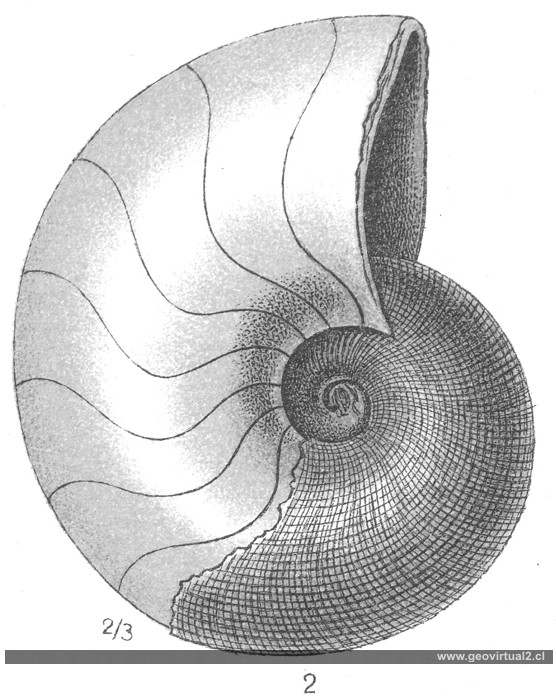 Nautilus striatus de Fraas, 1910