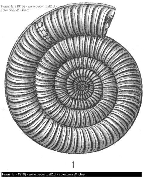 Vermiceras spiratissimum - Ammonites spiratissimus de Fraas, 1910