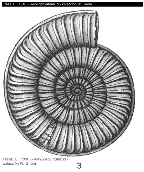 Arnioceras geometricum - Ammonites geometricus de Fraas, 1910