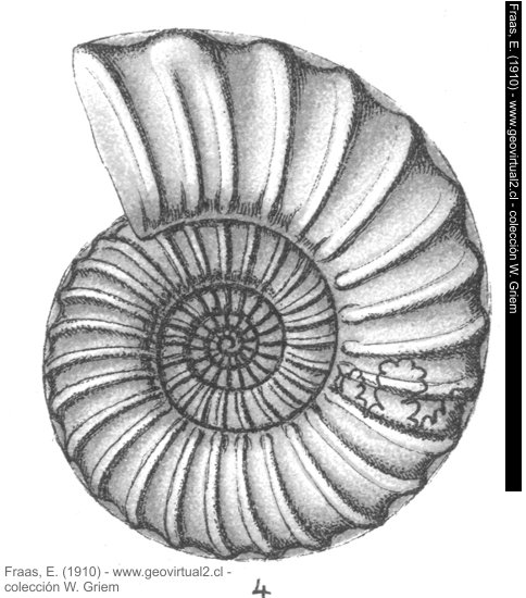 Asteroceras obtusum - Ammonites turneri de Fraas, 1910