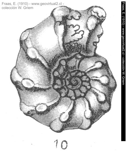 Phricodoceras taylori - Ammonites taylori de Fraas, 1910