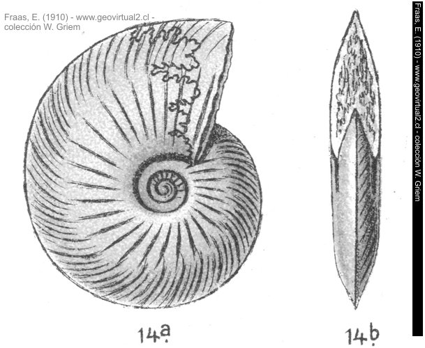 Oxynoticeras oxynotum de Fraas, 1910: Ammonites oxynotus