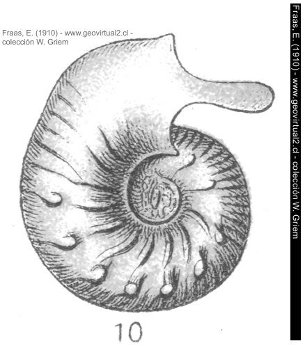 Ammonites platynotus - Sutneria platynota: Fraas, 1910