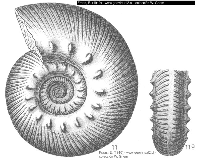 Ammonites Mutabilis - Aulacostephanus circumplicatus - Fraas, 1910