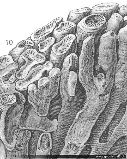 Retiophyllia clathrata de Eberhard Fraas