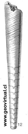 bactritis gracilis (Fraas, 1910)