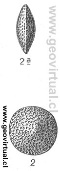 Nummulites complanatus del eoceno de Kressenberg; E. Fraas