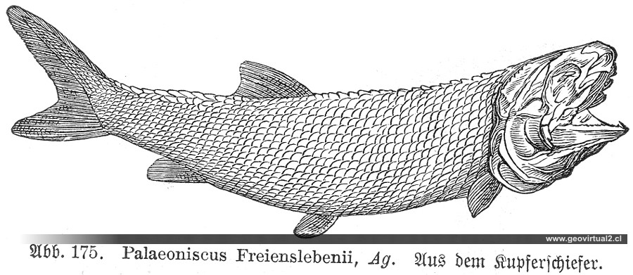 Palaeoniscus, Haas 1902