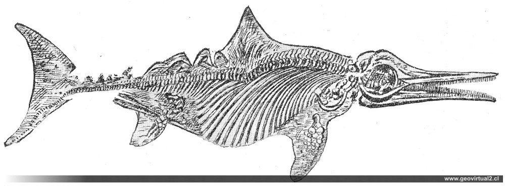 HAAS, 1902: Ichthyosaurus cuadriscissus