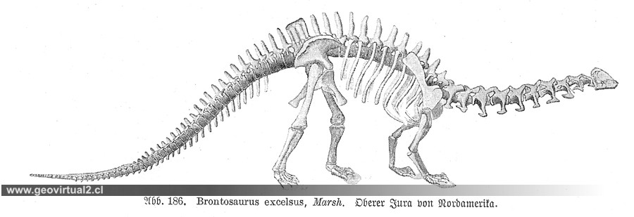 Brontosaurio - Apatosaurus de Haas, Marsh