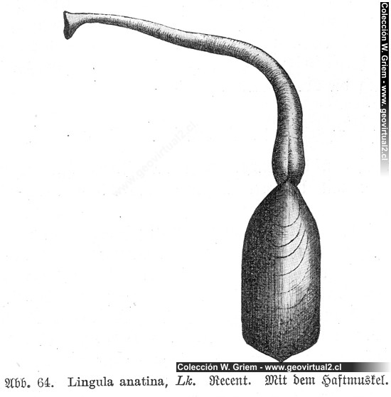 Lingula anatina (Haas, 1902)