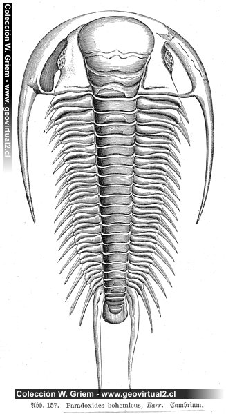 Paradoxides bohemicos Barr. (Haas, 1902)