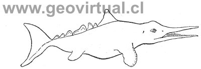 Ichthyosaurus cuadriscissus Quenstedt