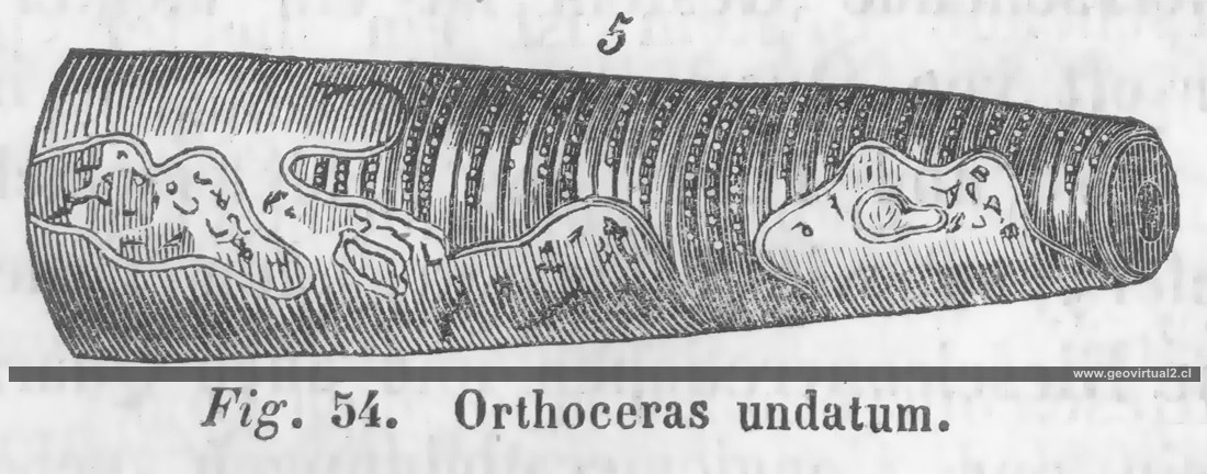 Orthoceras de Hartmann (1843)