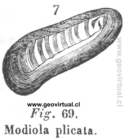 Modiola plicata - de Hartmann (1843)