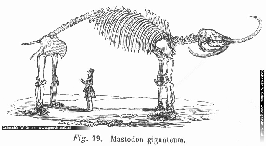 Esqueleto de un mastodonte