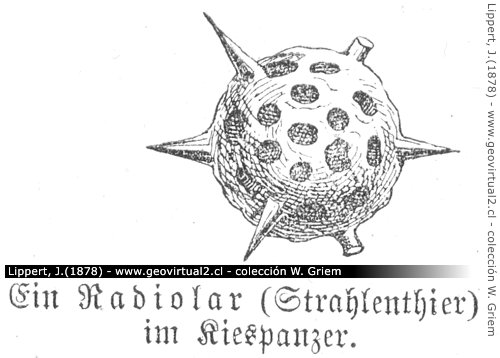 Radiolaria según Lippert (1878)