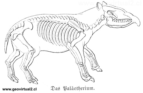 Palaeotherium de Lippert (1878)
