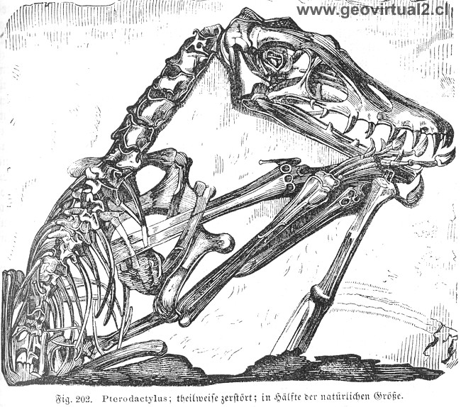 Ludwig: Pterodactylus o Pterodáctilos