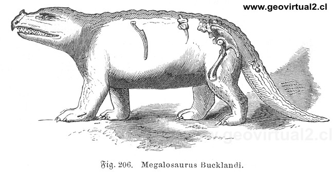 Megalosaurus Bucklandi de Rudolph Ludwig
