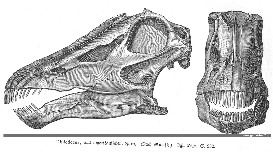 Diplodocus de Neumayr