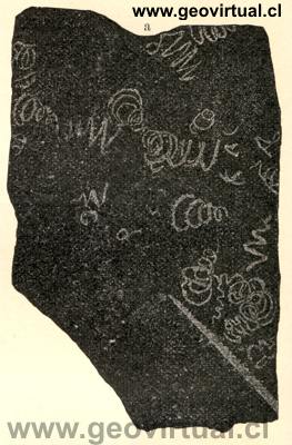 Graptolites de Neumayr (1897)