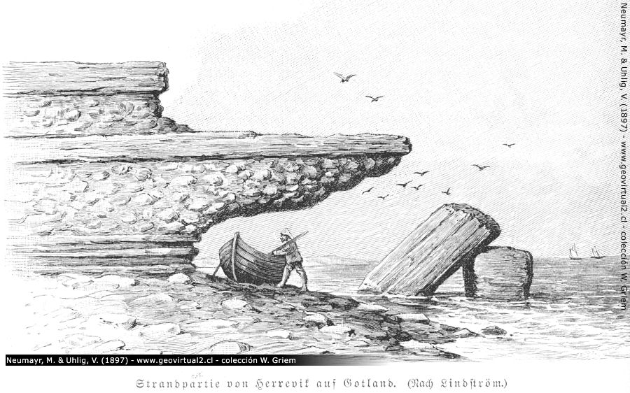 Erosión marina con la formación de cuevas - Neumayr & Uhlig, 1897