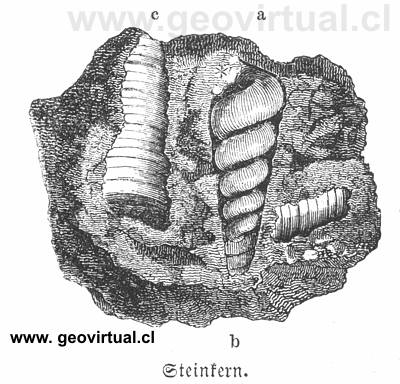 fósil como molde - de Rossmässler 1863