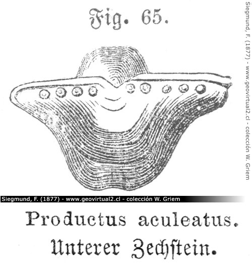 Productos aculeatus de Siegmund, 1877