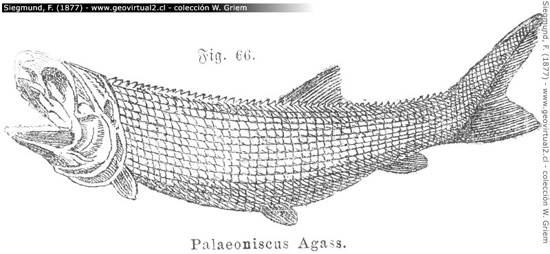 Ilustración de un Palaeoniscus Agass. de Siegmund, 1877