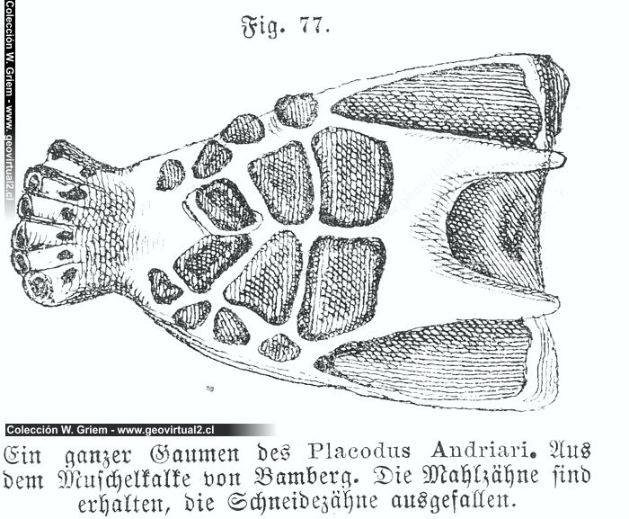 Placodus Andriari de Siegmund, 1877