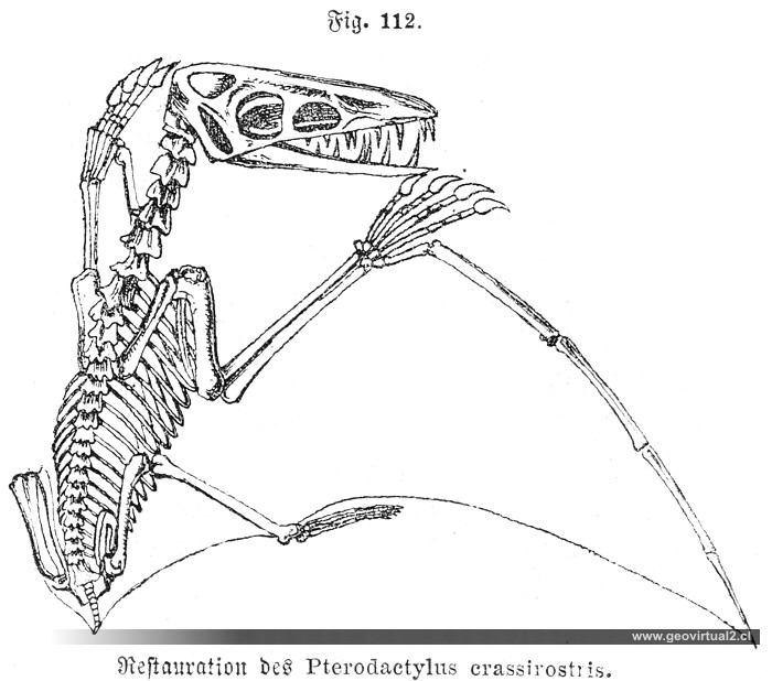 Pterodactylus crassirostris