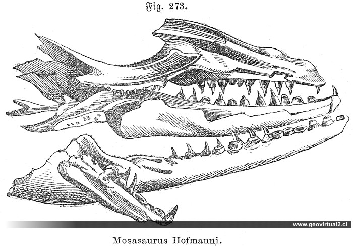 Mosasaurus Hofmanni
