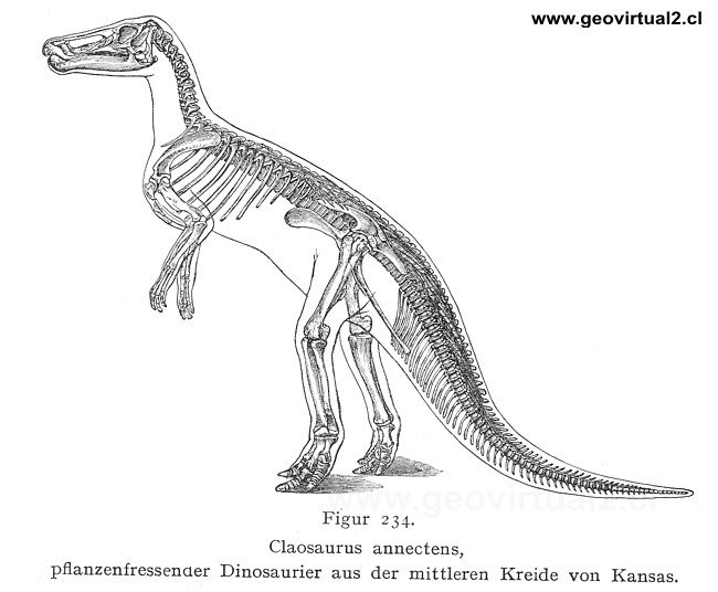 Claosaurus annectens